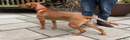 Hungarian Vizsla dogs for sale: KC Reg Hungarian Viszla House Trained Older Pup in Swansea - Advert 3