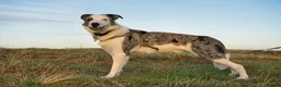 Border Collie dogs for stud: Border Collie Male Available for Stud in Llanelli - Advert 2