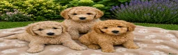 Labradoodle dogs for sale: Multi generation miniature Labradoodle - Advert 40