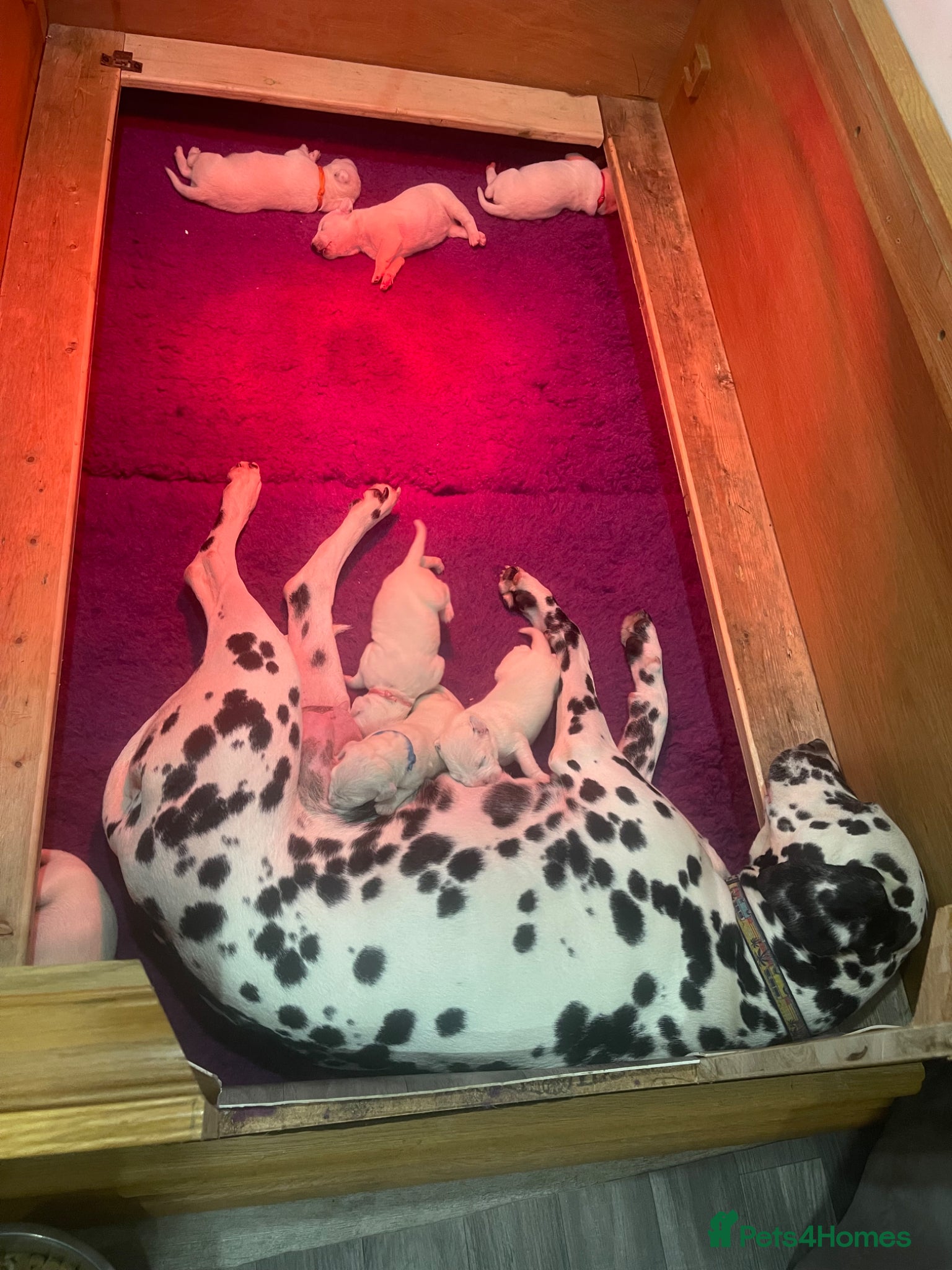 Dalmatian dogs Dalmatian puppies (5 males and 2 bitches) - Advert 2