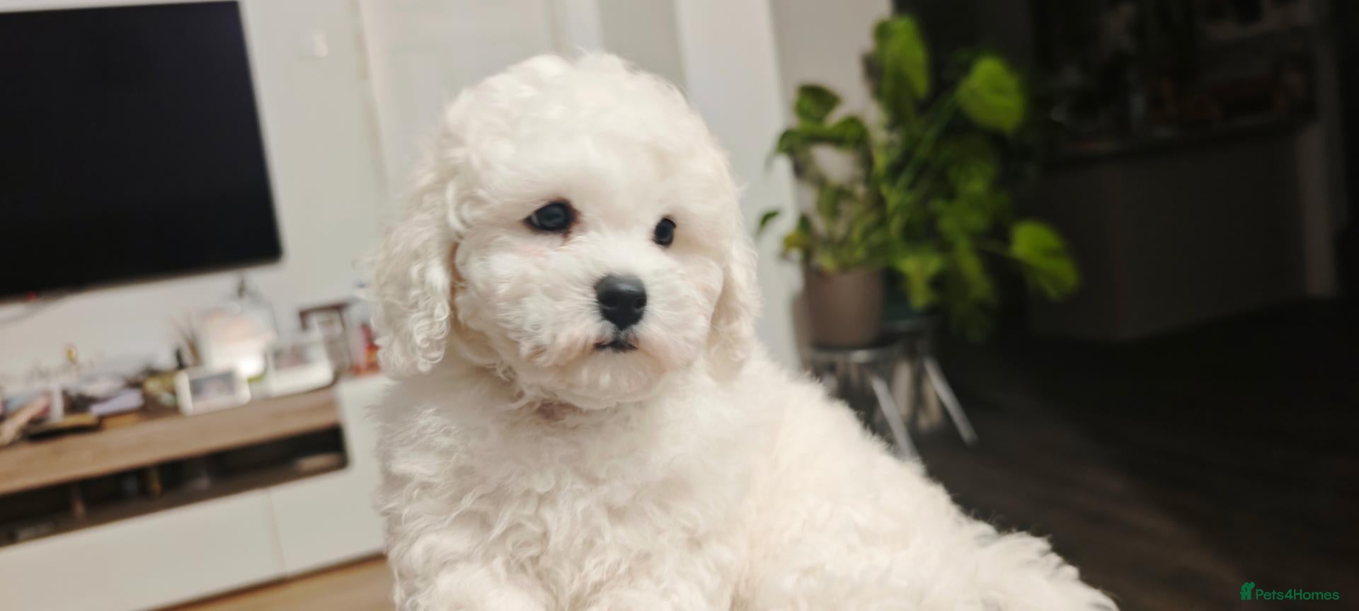 Bichon Frise dogs Champion Bloodline- Sweet Bichon Frise Puppies  - Advert 12