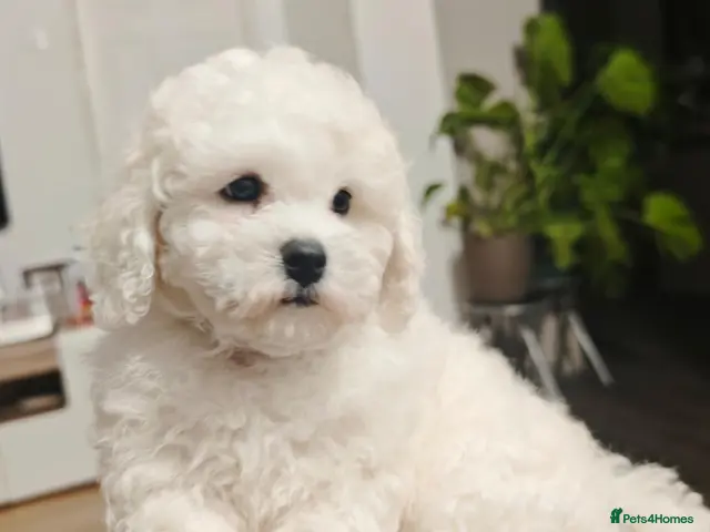 Bichon Frise dogs Champion Bloodline- Sweet Bichon Frise Puppies - Advert 12