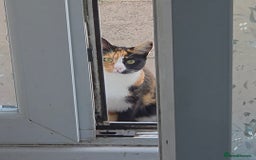 Domestic Shorthair cats for sale: Domestic Shorthair - Tortie Colouring - Advert 7