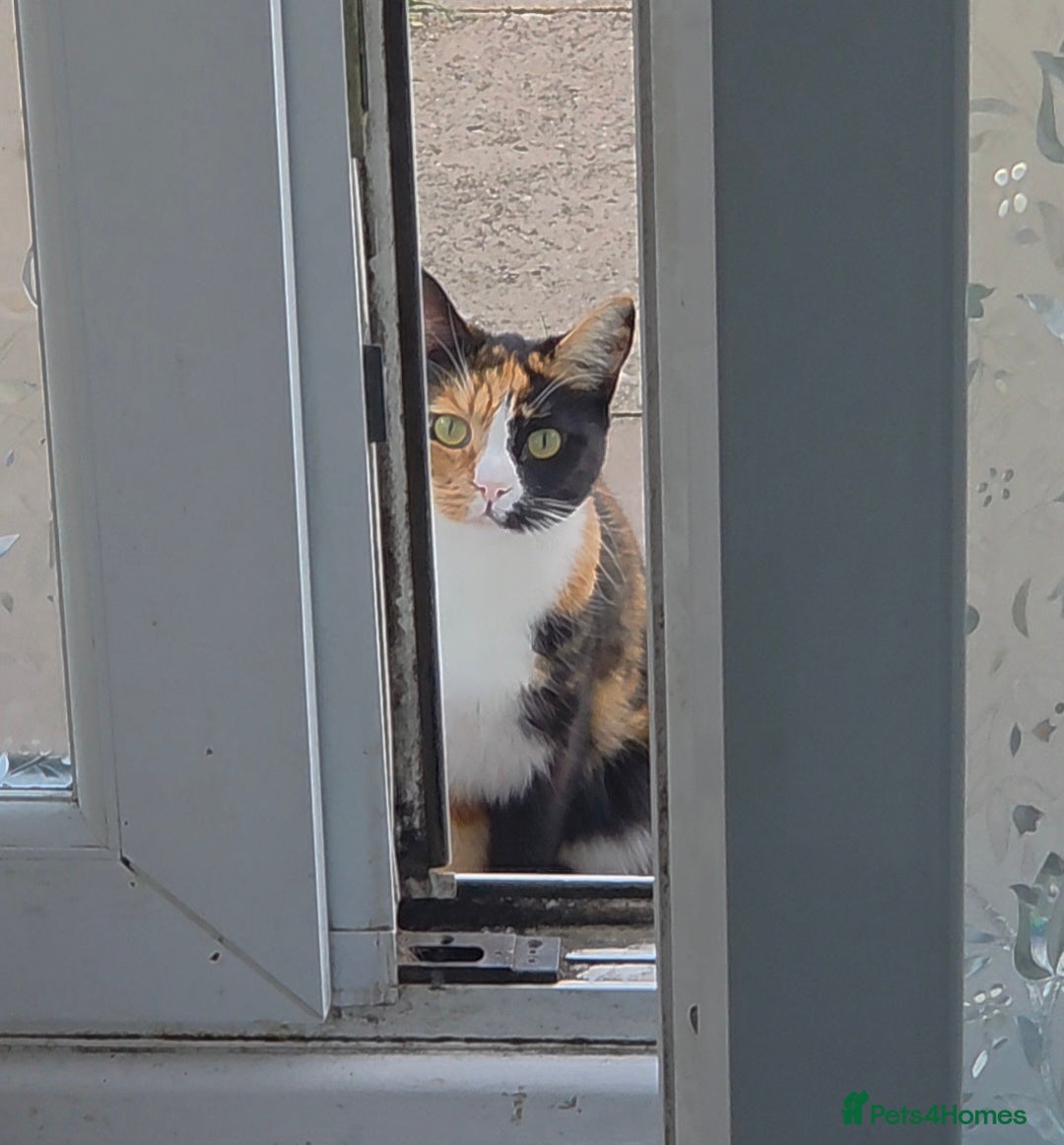 Domestic Shorthair cats for sale: Domestic Shorthair - Tortie Colouring - Advert 7