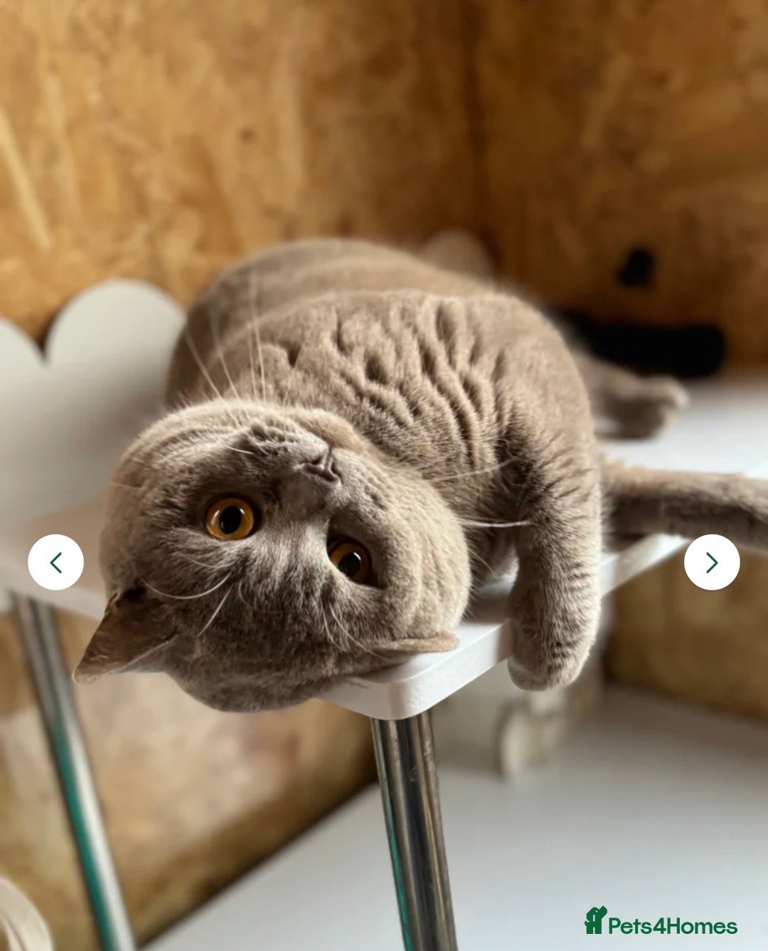 British Shorthair cats for sale: Beautiful GCCF British Shorthair Kittens - Advert 10