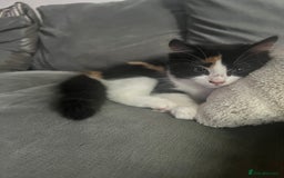 Mixed Breed cats for sale: Beautiful long haired calico girl  - Image 6