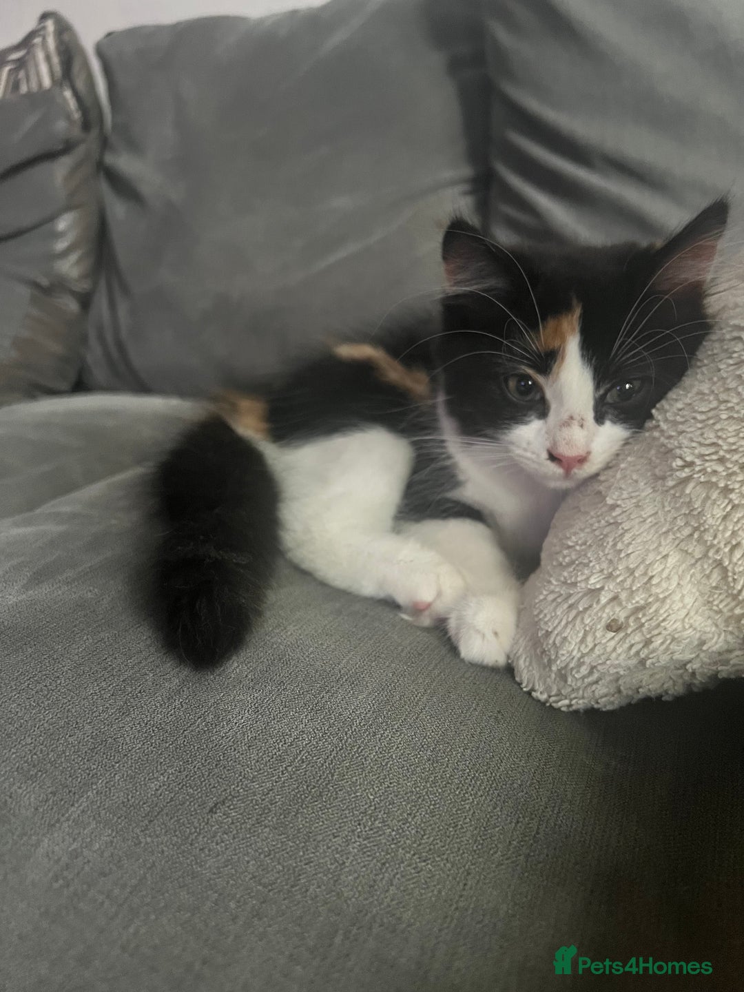 Mixed Breed cats for sale: Beautiful long haired calico girl  - Image 6