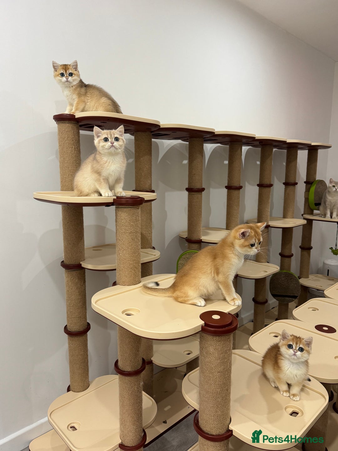 British Shorthair cats for sale: British Shorthair Golden kittens    - Image 30