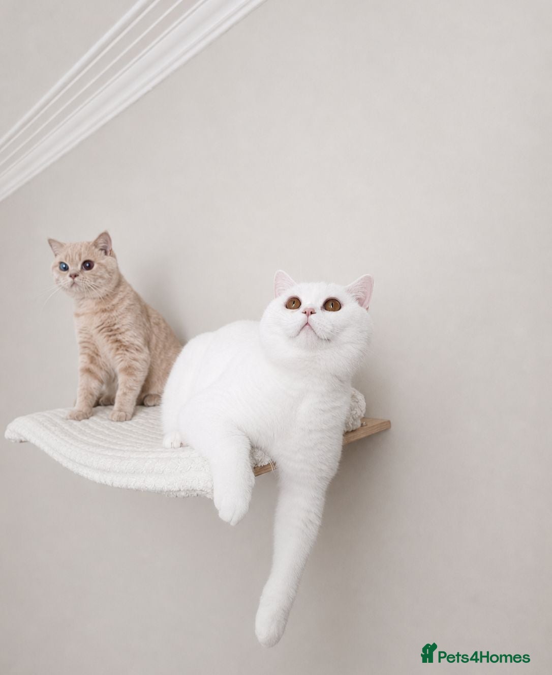 British Shorthair cats 🏡 Home Sweet Home - Advert 1