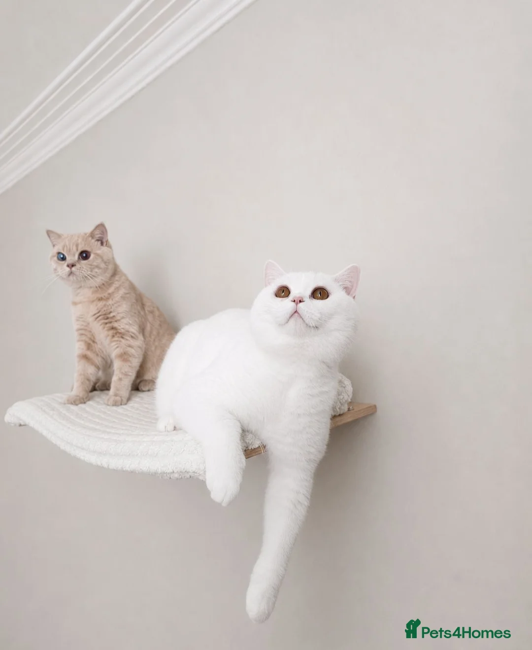 British Shorthair cats for sale: 🏡 Home Sweet Home - Advert 1