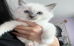 Ragdoll cats for stud: PROVEN GCCF Active Ragdoll Stud Dilute Lilac Genes in Manchester - Image 15