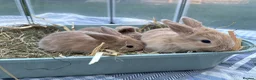 Mini Lop rabbits for sale: New born mini lop rabbits - Advert 14