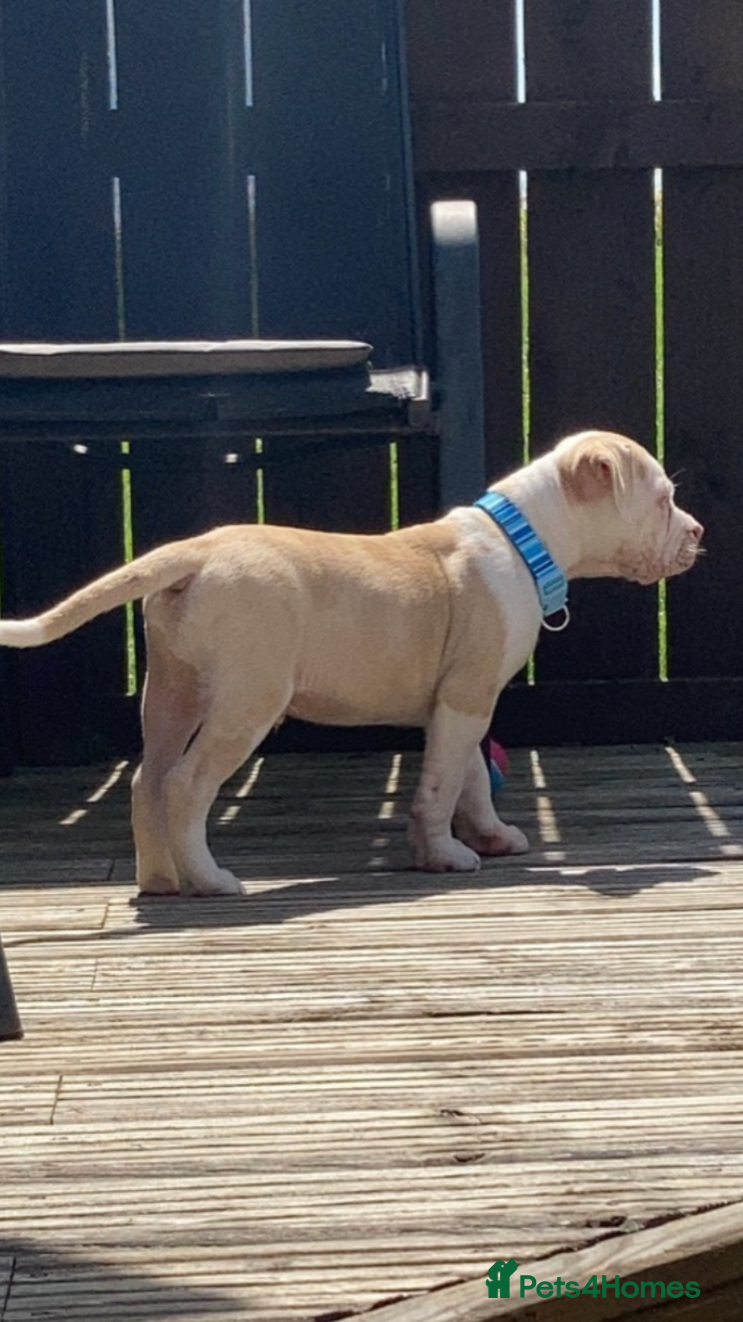 Alapaha Blue Blood Bulldog dogs for stud: Alapaha blue blood bulldog - Advert 7