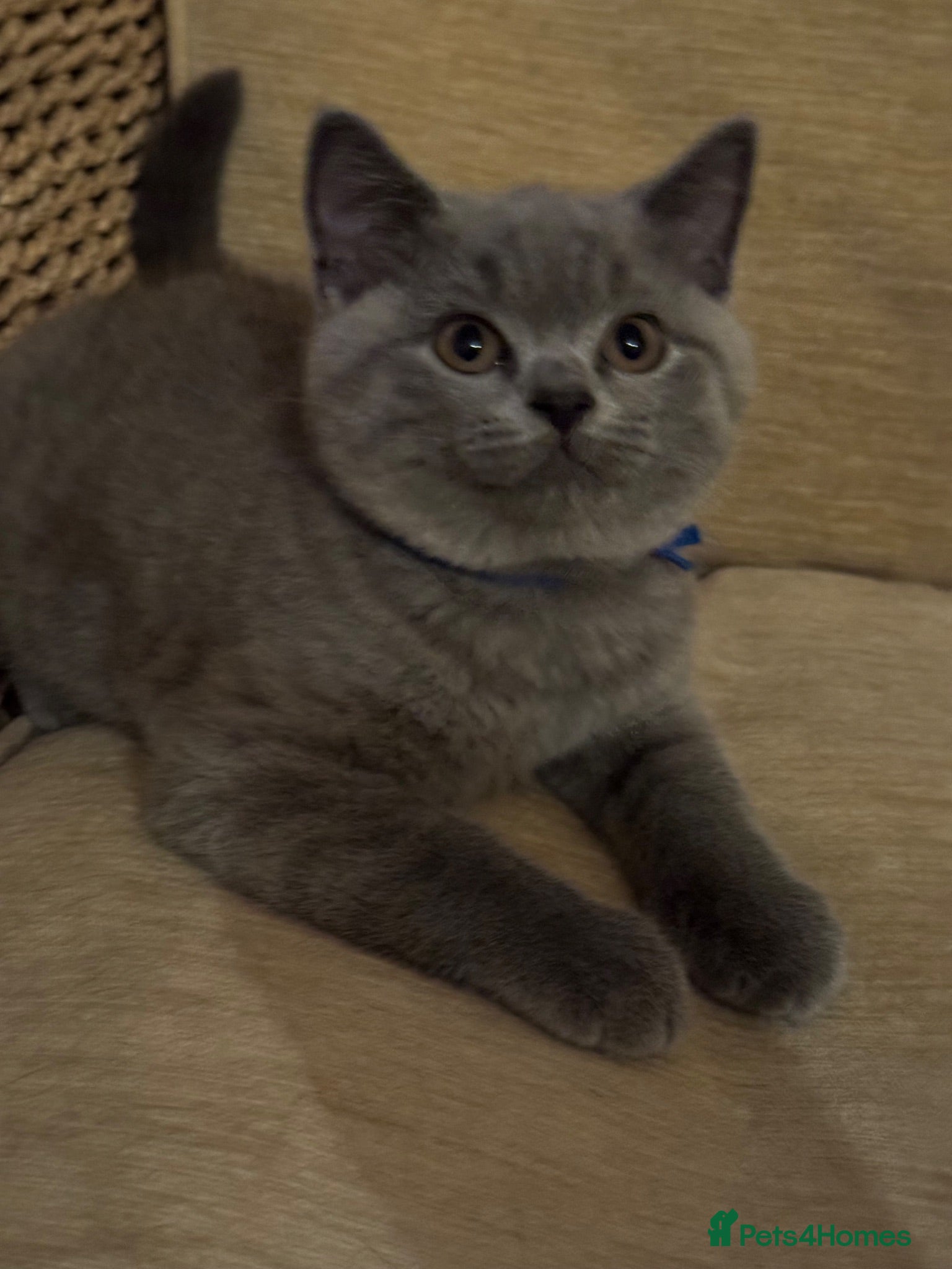 British Shorthair cats Imperial Grand Champion Sired British Shorthair  - Advert 2
