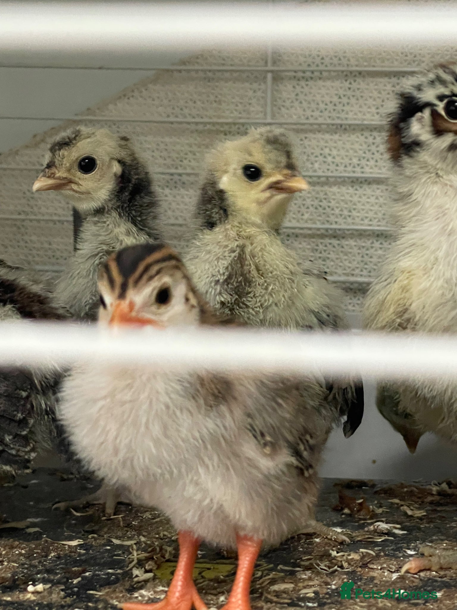 Chickens poultry for sale:  Appenzeller, Pekin, Brakel, Guinea Fowl, Bobwhite in Aberaeron - Advert 4