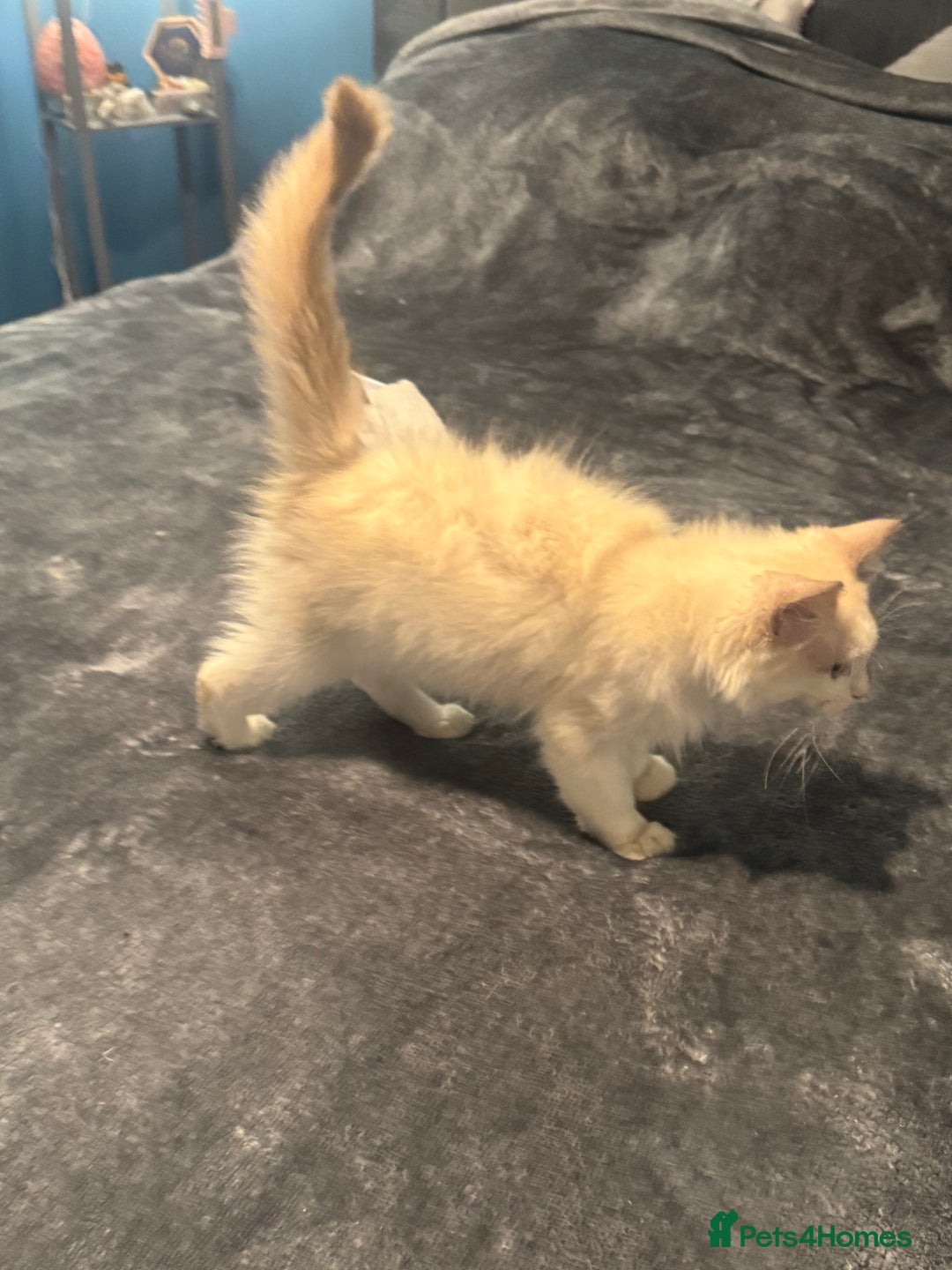 Ragdoll cats for sale: Full pedigree lilac boy  - Advert 2