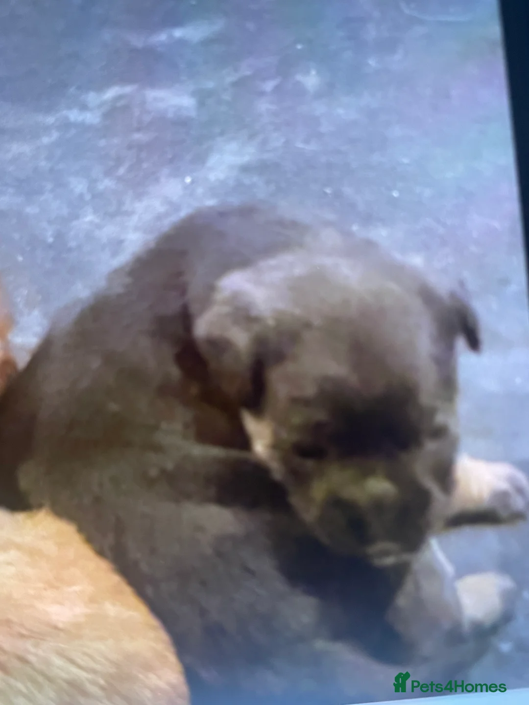 Mixed Breed dogs for sale: Norfolk terrier Cross by French bull bulldog cross - Advert 18