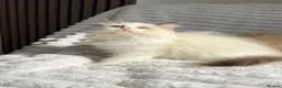 Ragdoll cats for sale: Stunning READY TO LEAVE RAGDOLLS - Advert 5