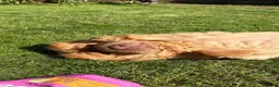Shar Pei dogs for sale: Beautiful Bearcoat Shar Pei Female (5 yr old) - Advert 20