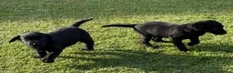 Labrador Retriever dogs for sale: Mr stephen jones in Aylesbury - Advert 10