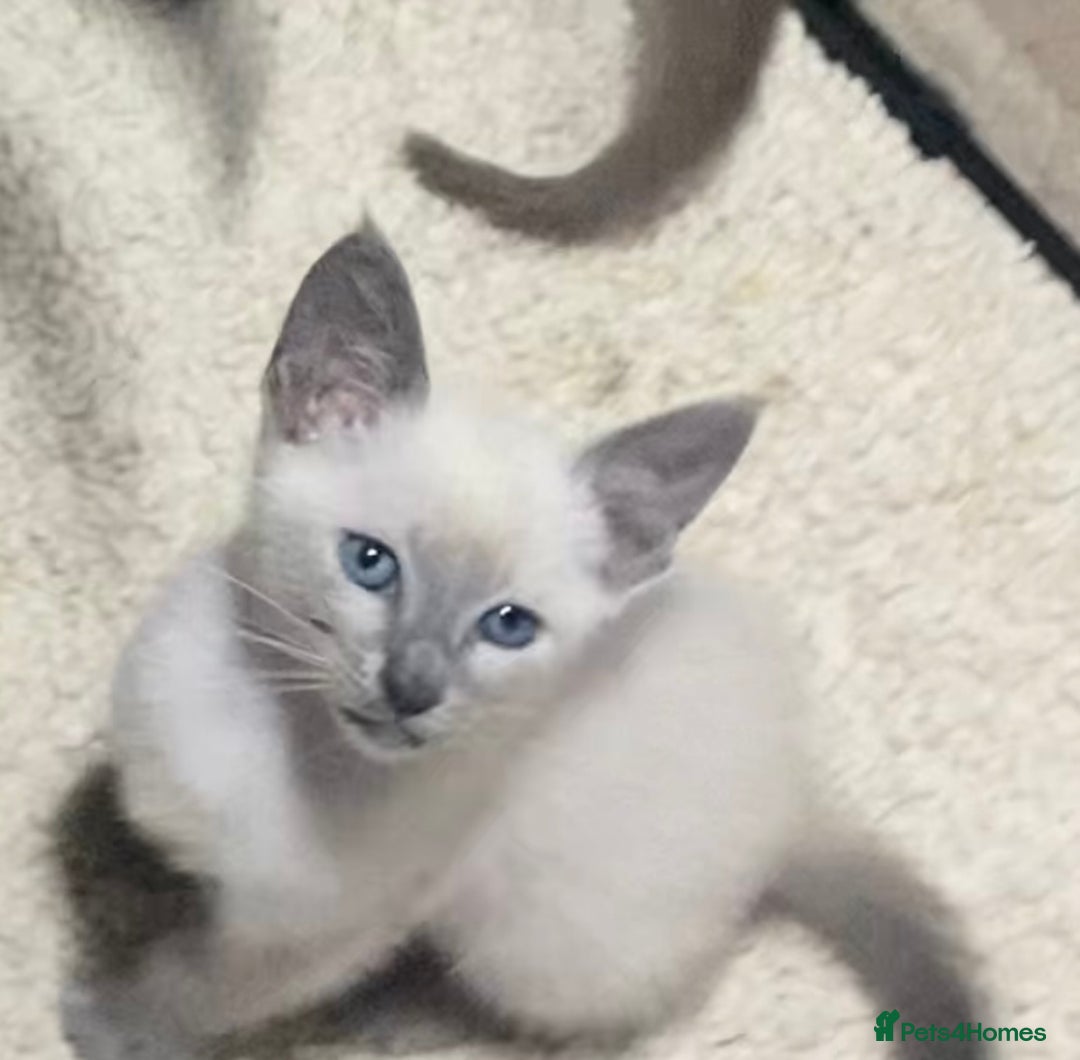Mixed Breed cats for sale: Oriental/ Siamese  - Advert 17