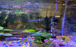 Other/Mixed Breed fish for sale: fish tank with fishes - Image 3