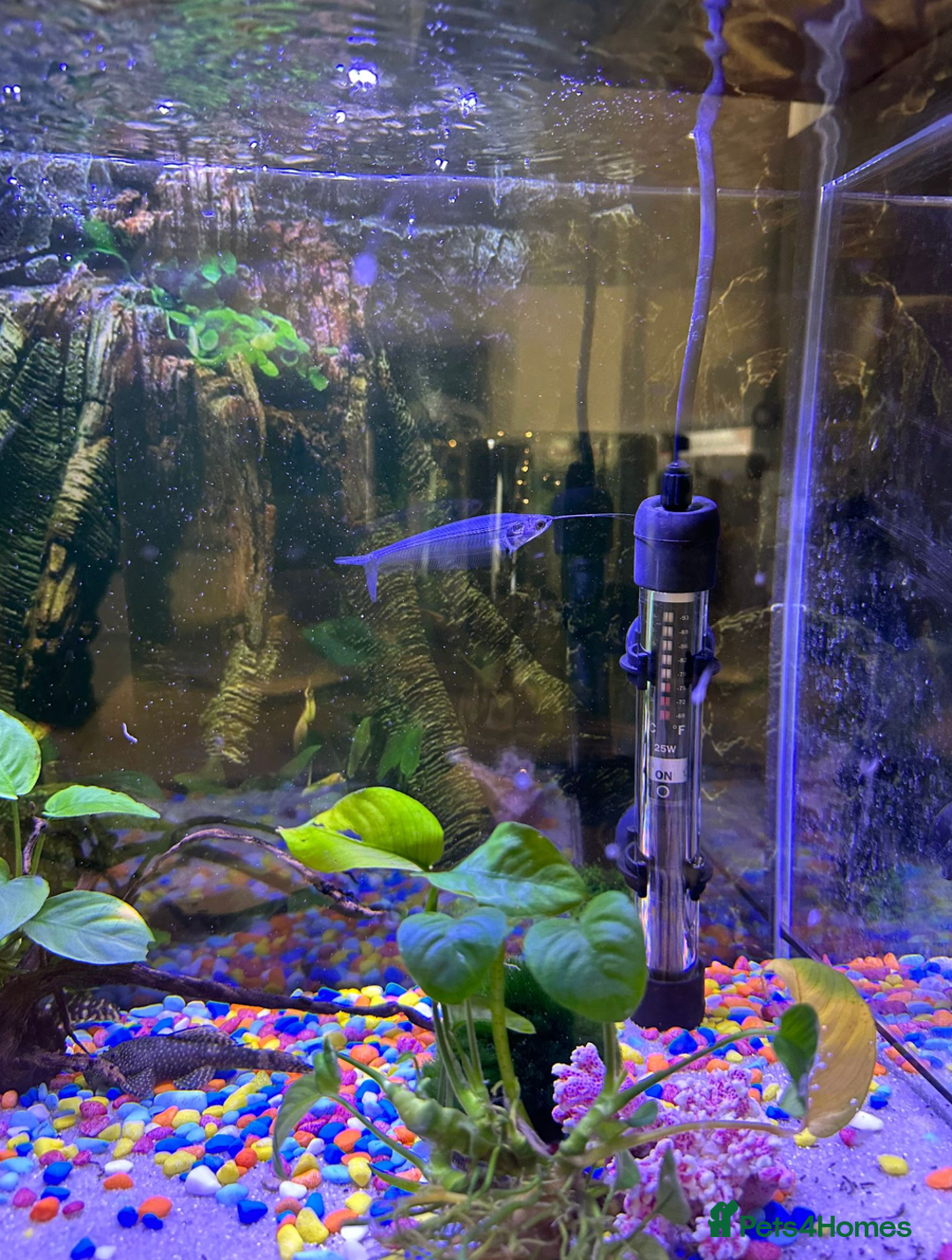 Other/Mixed Breed fish for sale: fish tank with fishes - Image 3