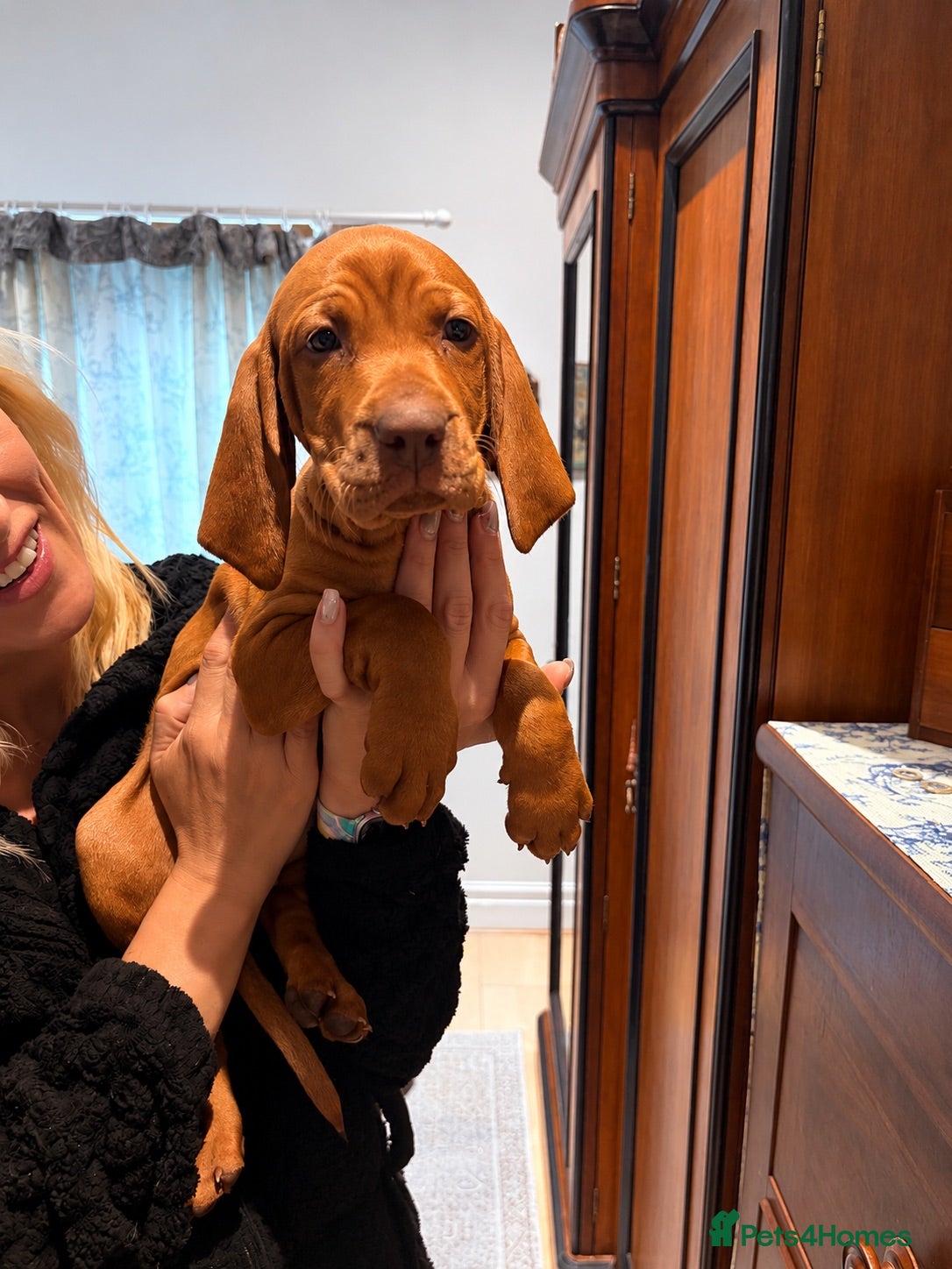 Hungarian Vizsla dogs Ready to leave! 🥰KC VET checked Hungarian Vizslas - Advert 10