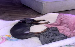 Dobermann dogs for sale: 10 week old Doberman Bitch  - Image 2