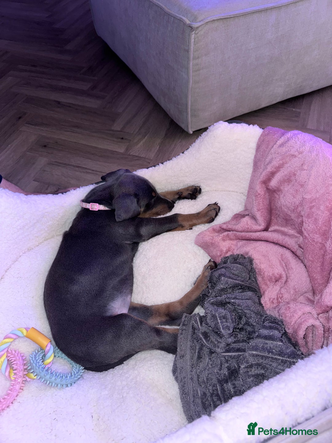 Dobermann dogs for sale: 10 week old Doberman Bitch  - Image 2