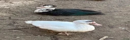 Ducks poultry for sale: Indian runner ducks,Emden geese,Muscovy,brown hens - Advert 5