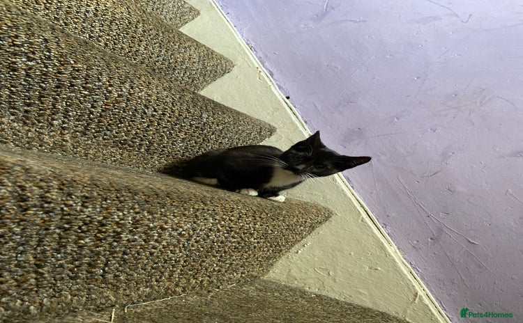 Domestic Shorthair cats - Advert 3