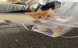 Mixed Breed cats for sale: 5 beautiful kittens ready to go! - Image 20