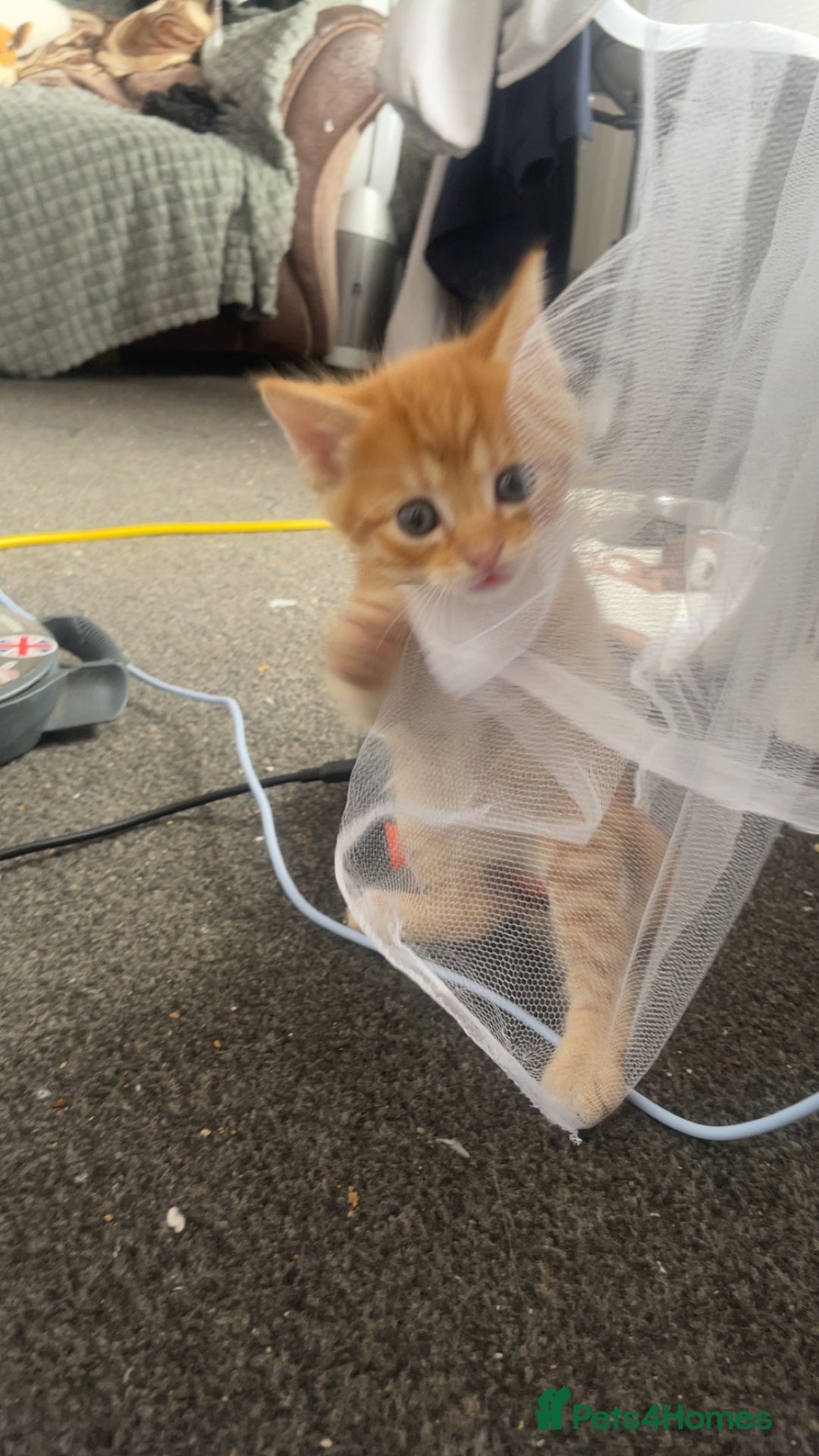 Mixed Breed cats for sale: 5 beautiful kittens ready to go! - Image 20