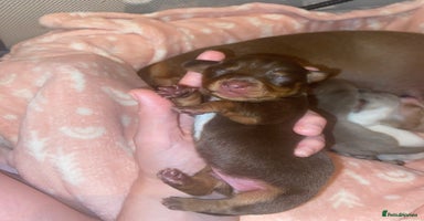 Miniature Dachshund dogs - Advert 10