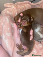 Miniature Dachshund dogs - Advert 9