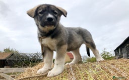 Mixed Breed dogs for sale: READY NOW! Caucasian Shepherd x Siberian Husky - Image 4