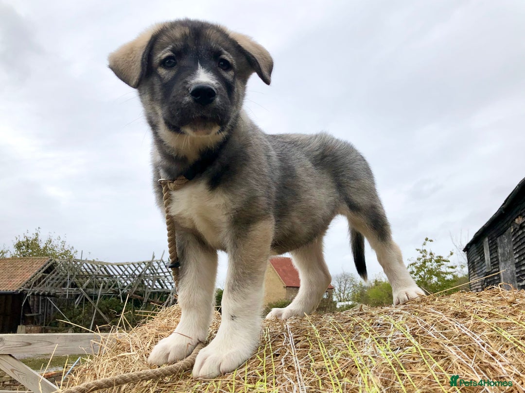 Mixed Breed dogs for sale: READY NOW! Caucasian Shepherd x Siberian Husky - Image 4