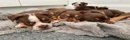 Old Tyme Bulldog dogs for sale: BEAUTIFUL OLD TYME BULLDOG PUPPIES - Advert 15
