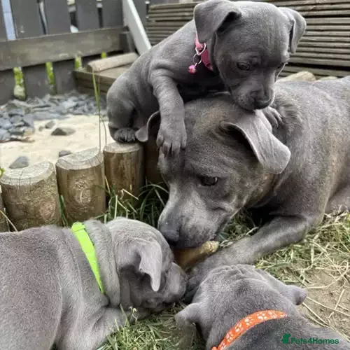 Staffordshire Bull Terrier dogs Stunning blue staffy pups  - Advert 1