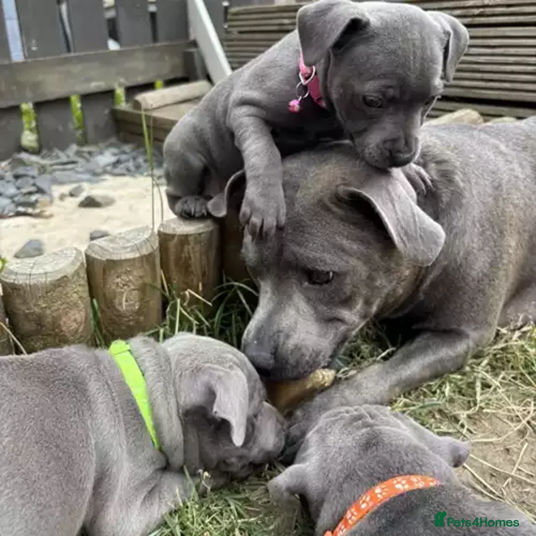 Staffordshire Bull Terrier dogs for sale: Stunning blue staffy pups  - Advert 1
