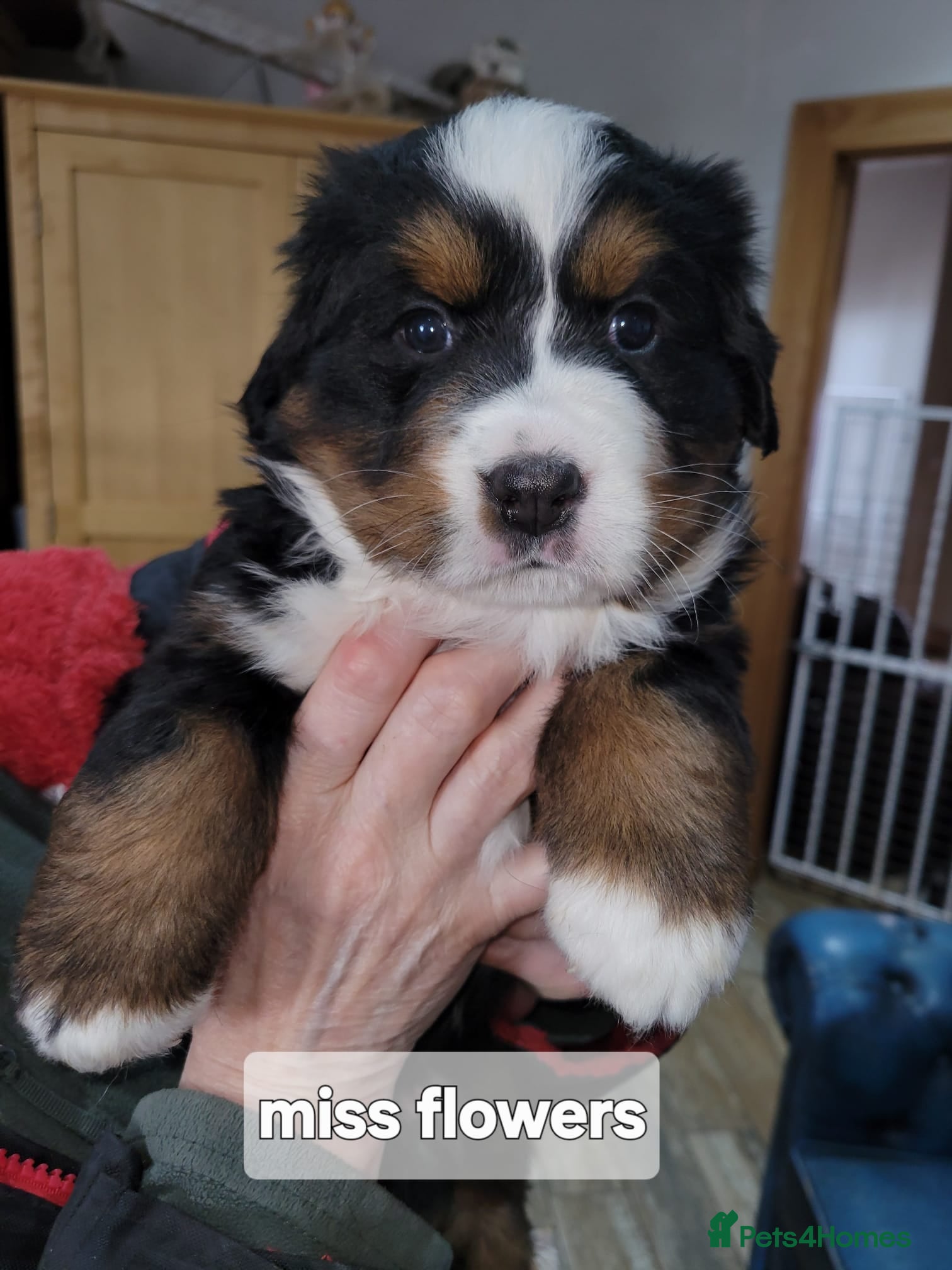 Bernese Mountain Dog dogs Bernese mountain dog puppies  - Advert 6