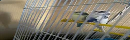 Budgerigars birds for sale: Pair of budgies - Advert 4