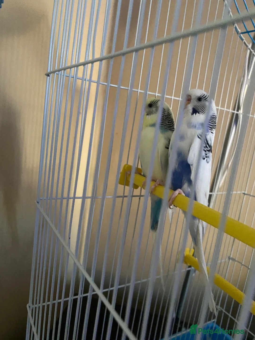 Budgerigars birds for sale: Pair of budgies - Advert 4