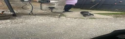 Cocker Spaniel dogs for sale: Cocker spaniels  - Advert 17