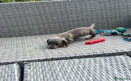 Dachshund dogs for sale: Miniature dachshunds ready now 💗 - Image 36