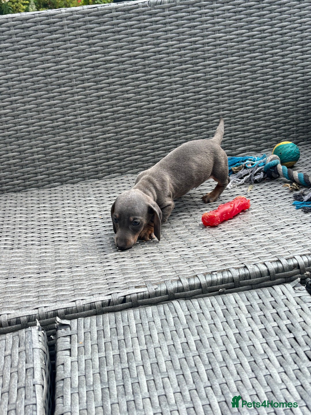 Dachshund dogs for sale: Miniature dachshunds ready now 💗 - Image 36