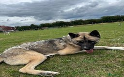 Huskita dogs for sale: Male Huskita almost 2  - Image 2