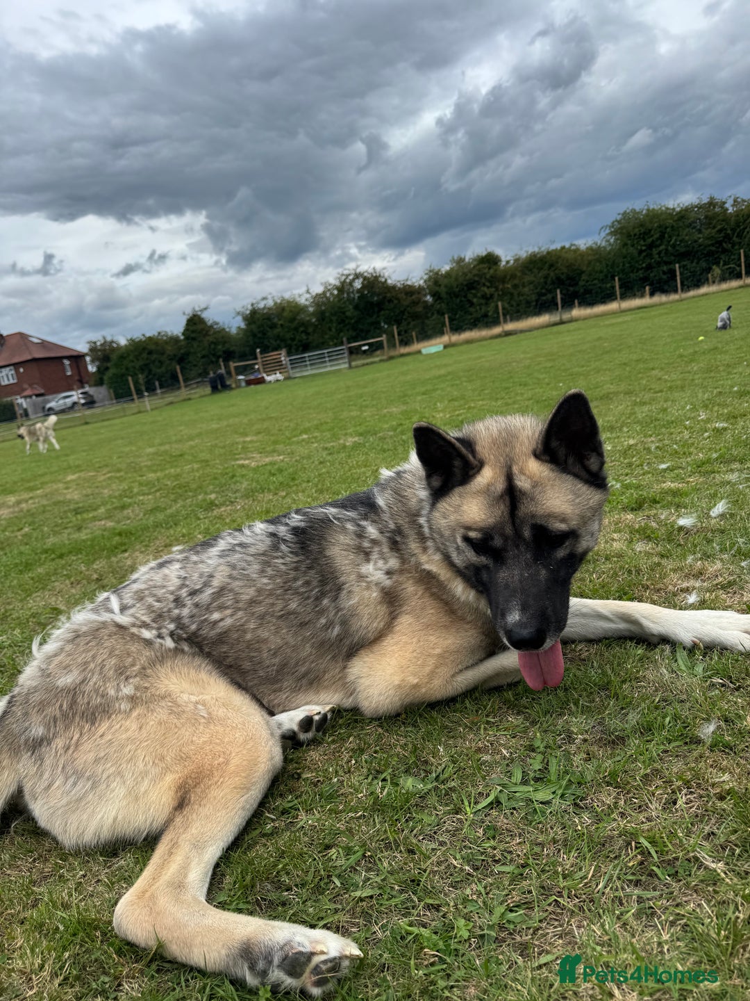 Huskita dogs for sale: Male Huskita almost 2  - Image 2
