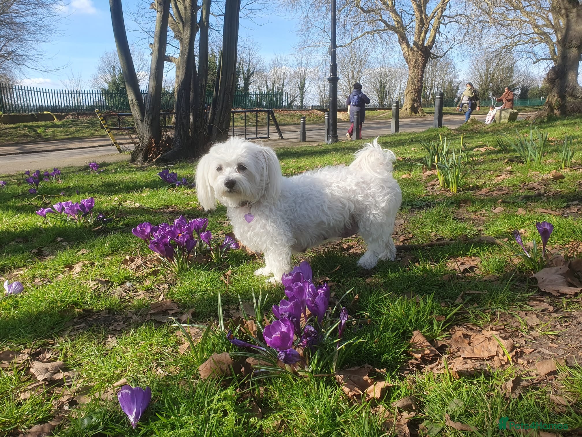 Maltese dogs 🌟KC Registered Maltese Puppies 4 Girls and 4 Boys - Advert 3